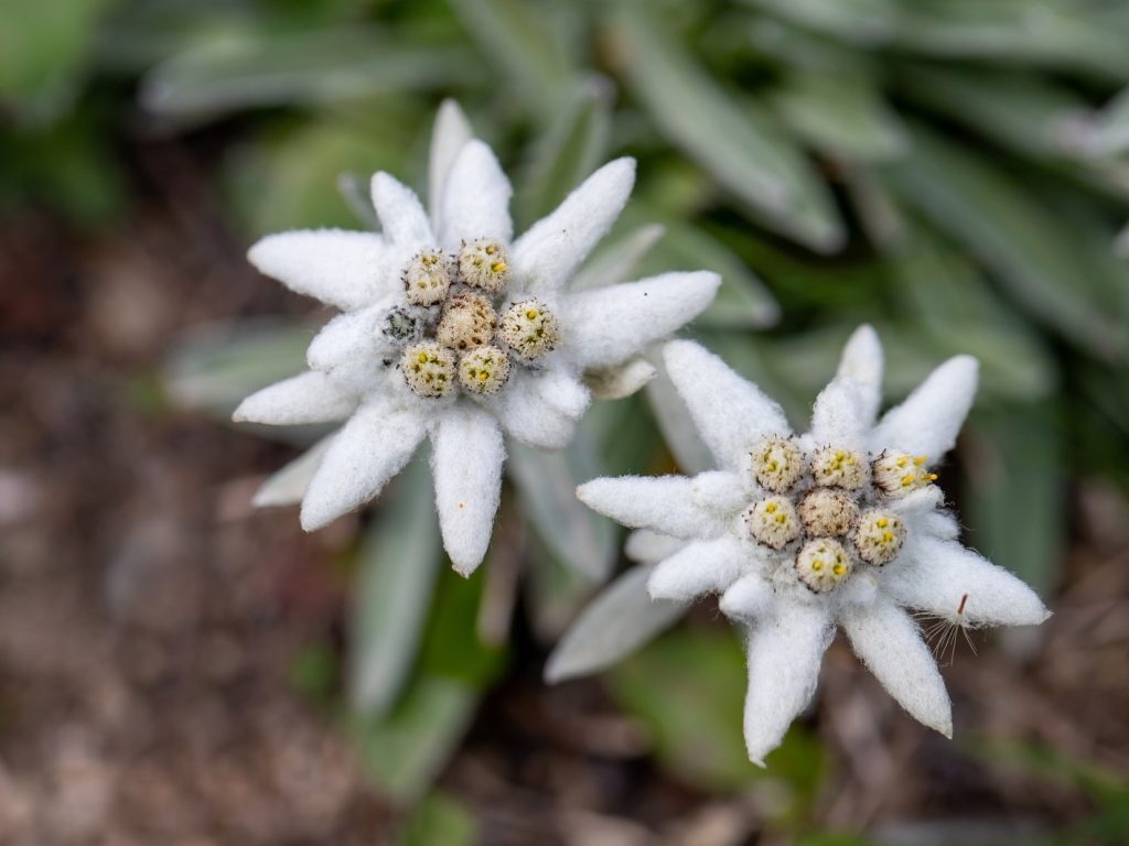 edelweiss anso