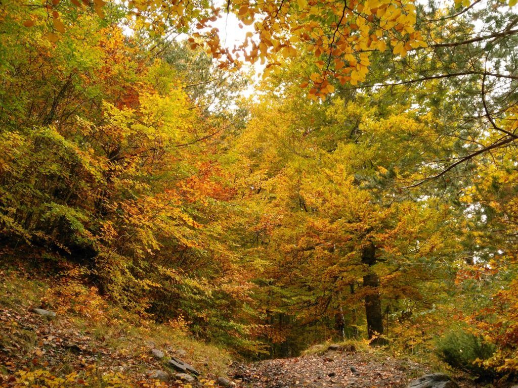 hayedo gamueta, naturaleza en estado puro